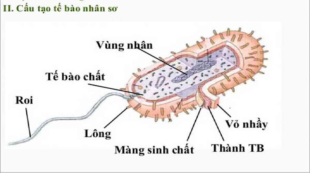 Một số tế bào sở hữu phần roi và phần lông tế bào cực kỳ đặc biệt 